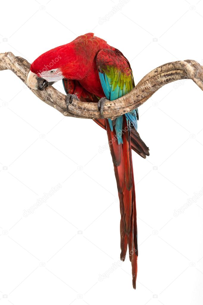 Action of scarlet macaw birds on branch of tree.