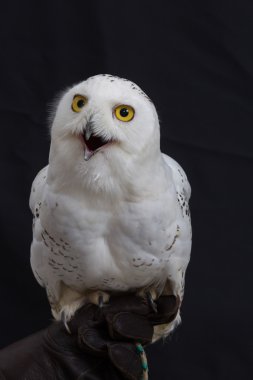 Close up Snowy owl isolated on black background. clipart