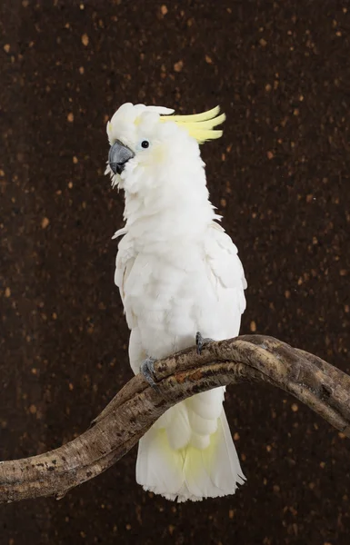 Svavel-crested kakadua, Cacatua galerita, med crest upp framför vit bakgrund — Stockfoto