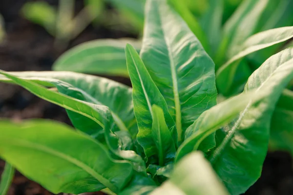 Close Green Leaves Salad Vegetables — Stock Photo, Image