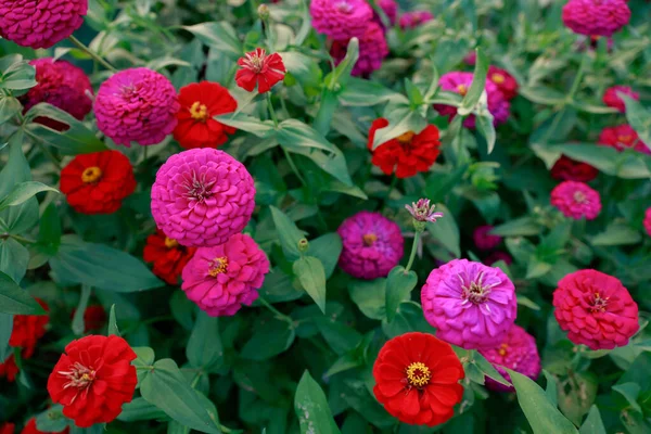 Bahçedeki Pembe Zinnia Çiçeği — Stok fotoğraf