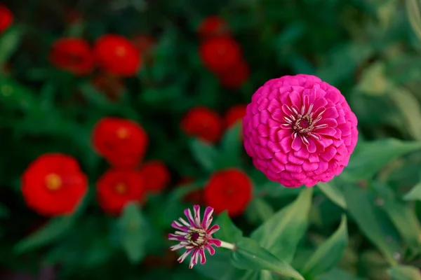 Růžový Zinkový Květ Zahradě — Stock fotografie
