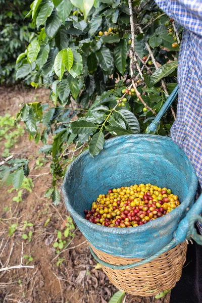 Cereja Vermelha Amarela Fresca Colheita Grãos Café Cesta — Fotografia de Stock