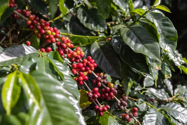 Branch Red Berry Coffee Tree — Stock Photo, Image