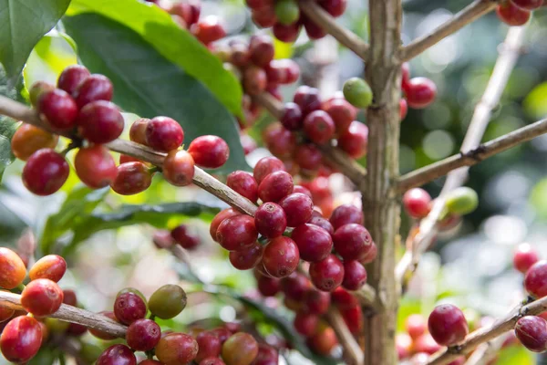 Red Berry Coffee Tree — Stock Photo, Image