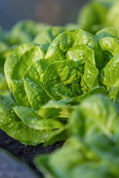 Fresh Butter Head Lettuce Vegetable Ingredients Salad Food Organic Agriculture — Stock Photo, Image