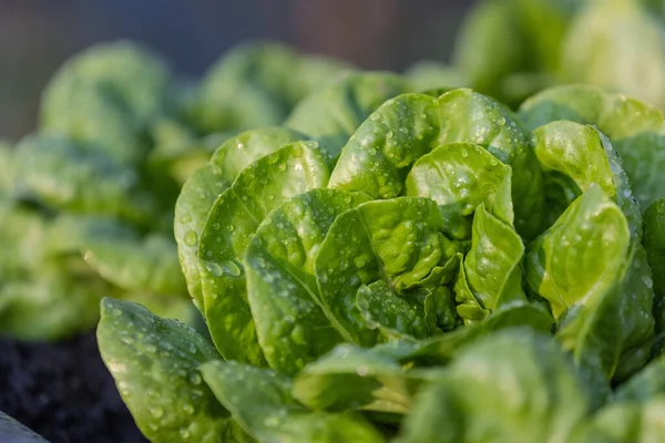Fresh Butter Head Lettuce Vegetable Ingredients Salad Food Organic Agriculture — Stock Photo, Image