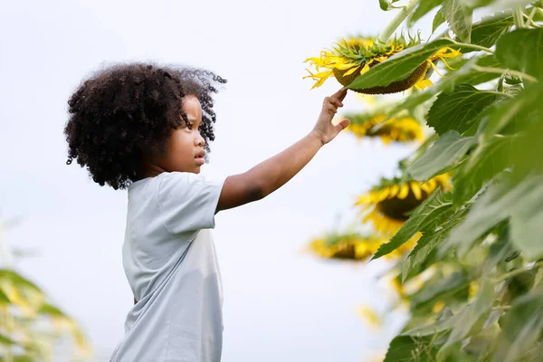 Kleine Afroamerikanische Lockenkopf Mädchen Interessiert Frischen Samen Von Sonnenblumenfeld — Stockfoto