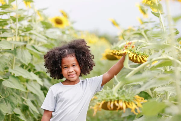 Kleine Afroamerikanische Lockenkopf Mädchen Interessiert Frischen Samen Von Sonnenblumenfeld — Stockfoto