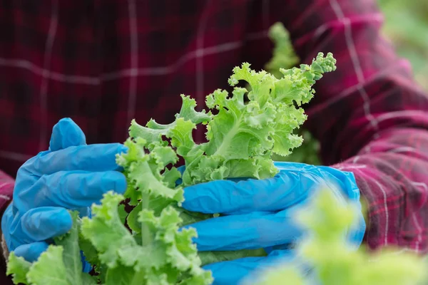 Farmer Planting Young Checking Qualiry Lettuce Flower Vegetable Garden Seed — Stock Photo, Image