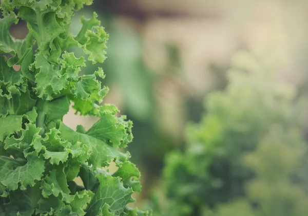 Green Leaves Lettuce Salad Vegetable — Stock Photo, Image