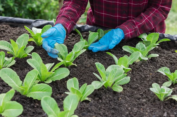 Farmer Planting Young Green Cos Lettuce Salad Vegetable Garden — Stock Photo, Image