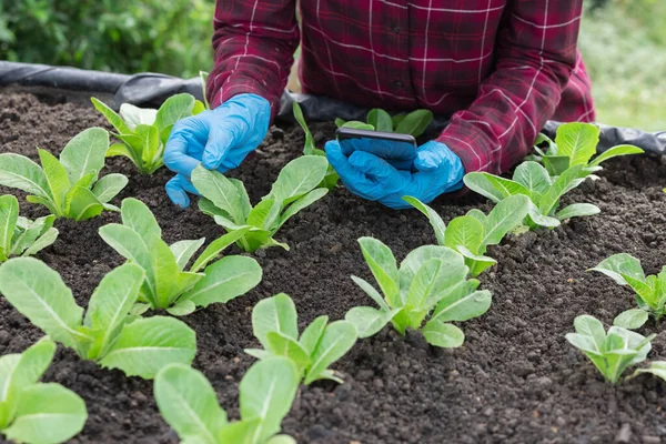 Farmer Planting Young Green Oak Lettuce Salad Vegetable Garden Showing — Stock Photo, Image