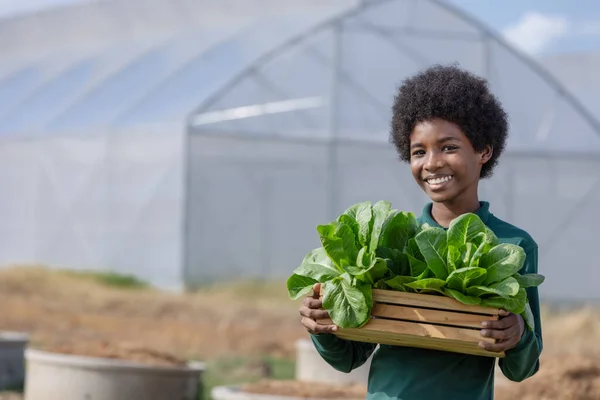 Afrikanischer Junge Hält Vor Dem Gewächshaus Einen Holzkorb Mit Salat — Stockfoto