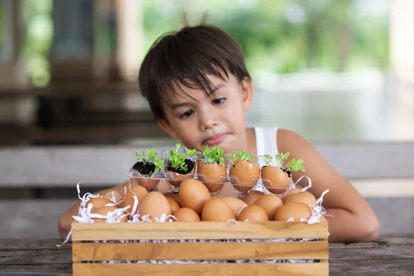 Sämling Der Einer Eierschale Wächst Und Die Fragilität Unserer Umwelt — Stockfoto