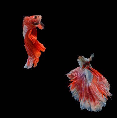 Kırmızı siyam balığının siyah zemin üzerinde kırpma yolu ile savaştığı makro hareket anı.