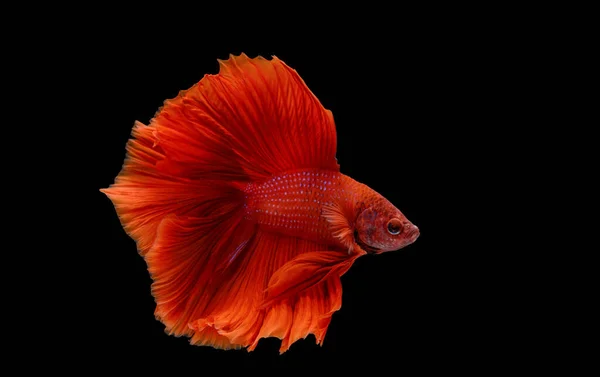 Macro Momento Movimiento Peces Siameses Rojos Lucha Sobre Fondo Negro — Foto de Stock