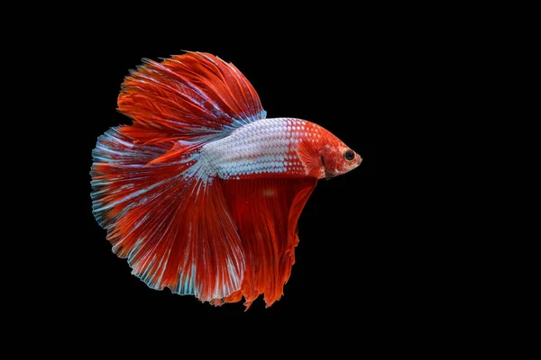 Macro Momento Movimiento Peces Siameses Rojos Lucha Sobre Fondo Negro — Foto de Stock