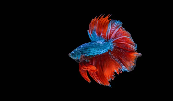 Macro Momento Movimiento Los Peces Siameses Azules Lucha Sobre Fondo — Foto de Stock