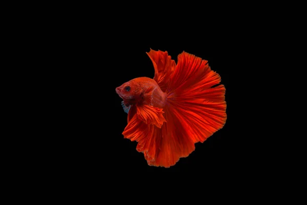 Macro Momento Commovente Rosso Siamese Combattendo Pesce Sfondo Nero Con — Foto Stock