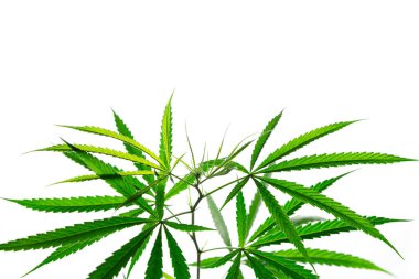 Kenevir yaprağı beyaza izole edilmiş
