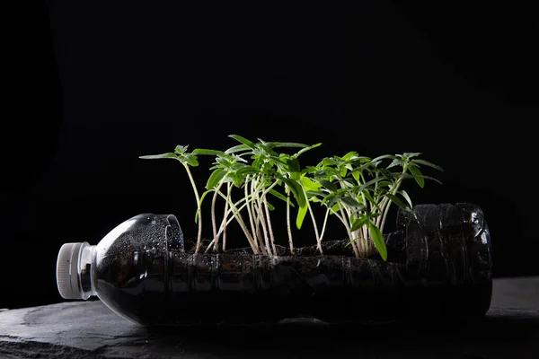 Set of young tomato seedlings in small black plastic pots isolated on black background. A photo of seedlings with a top view. Seedling cultivated indoor after transplantation