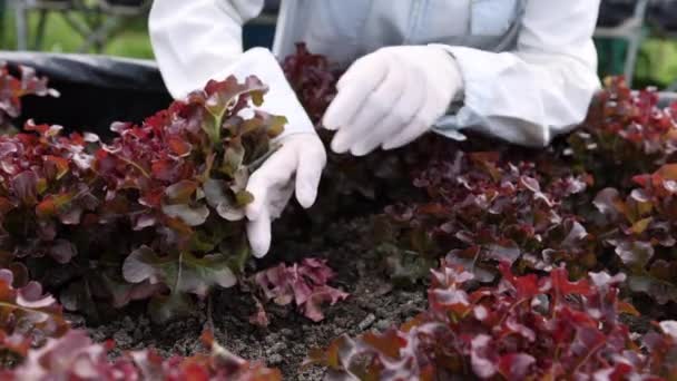 Landwirt Pflanzt Jungen Roten Salat Gemüsegarten — Stockvideo