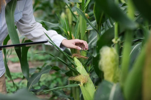 Close-up of farmer at cornfield examining maize plants before harvest by tablet agriculture modern technology Concept.