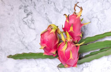 Dal üzerinde taze ejderha meyvesi.