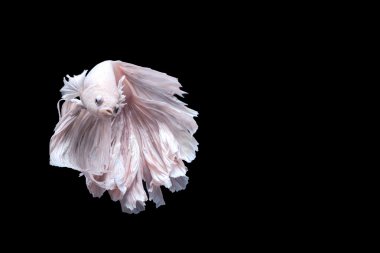 Siyam mücadele balık, daha iyi siyah arka plan üzerine izole