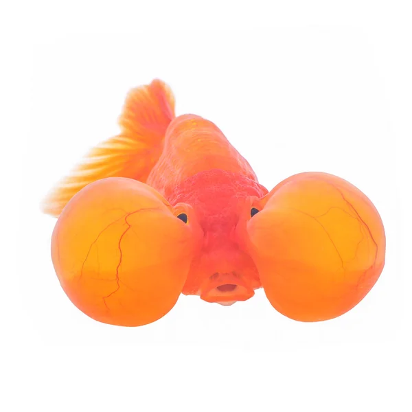Bubbleye goldfish aislado sobre fondo blanco — Foto de Stock