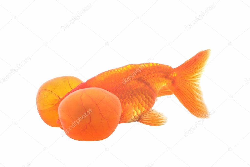 Bubbleye goldfish isolated on white background