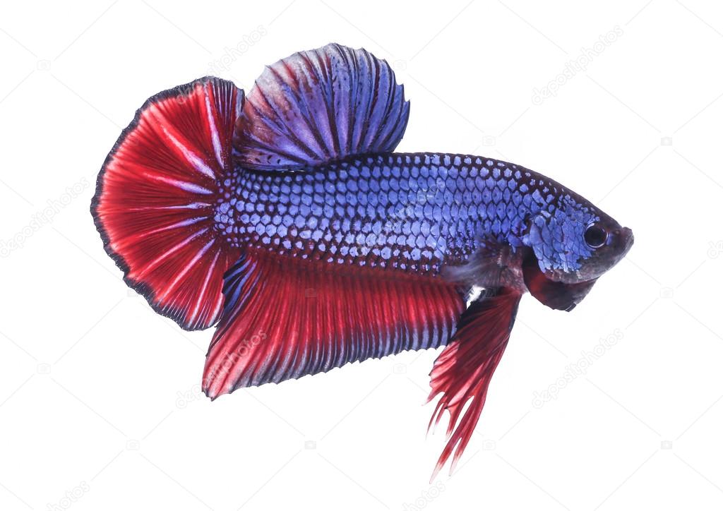 Siamese fighting fish , betta isolated on white background