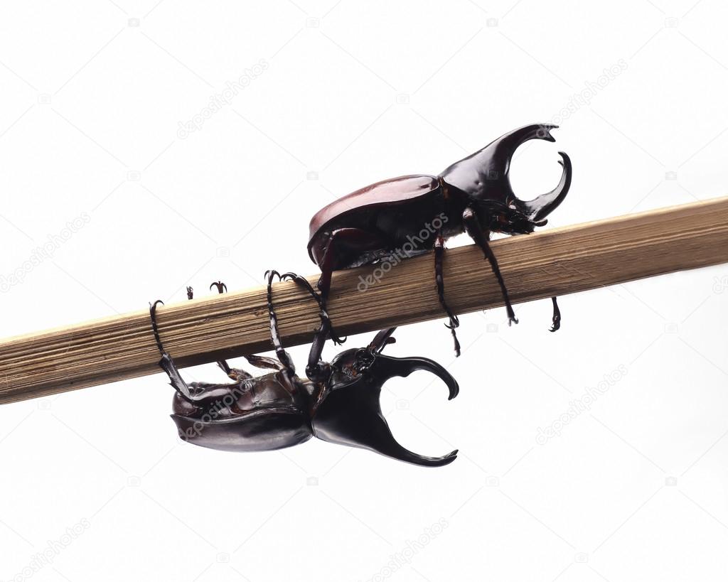 Two fighting beetle (rhinoceros beetle) on branch,isolated on wh