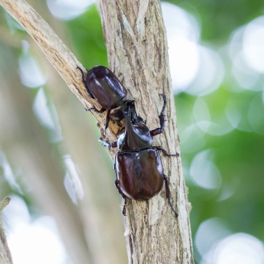 Büyük boynuzlu böcek doğa ağaç üzerinde