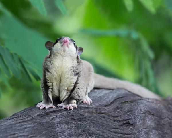 Hermoso planeador de azúcar en la naturaleza — Foto de Stock