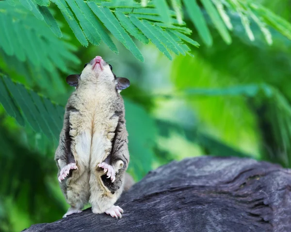 Beau planeur de sucre debout dans la nature — Photo