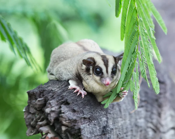 Beautiful sugar glider in nature — Stock Photo, Image