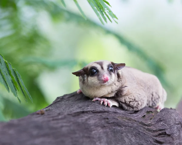 Beautiful sugar glider in nature — Stock Photo, Image