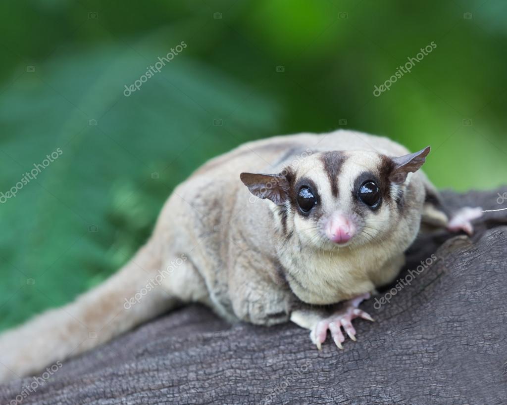 Ring Tail Sugar Glider