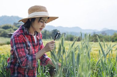 Tarladaki yeşil buğday çivilerini incelemek için büyüteç kullanan bir çiftçinin yakın çekimi. Ekin teftişi, bitki sağlığı izleme, hassas tarım ve sürdürülebilir tahıl üretimi kavramı