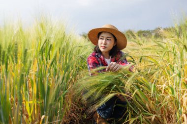 Dişi çiftçi tarlada rüzgarla eğilmiş buğday bitkilerini kontrol ediyor. Hasar değerlendirmesi, tarımsal risk yönetimi, iklim etkisi, tarım denetimi ve sürdürülebilir buğday üretimi kavramı.