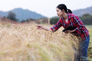 Genç kadın çiftçi tarlada dijital tablet tutarken olgun buğdayı kontrol ediyor. Akıllı tarım teknolojisi, hassas tarım, mahsul izleme kavramı