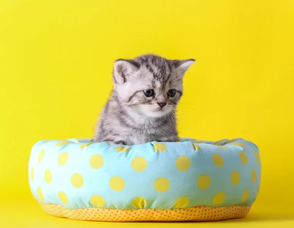 Pequeño gato sentarse en cama — Foto de Stock