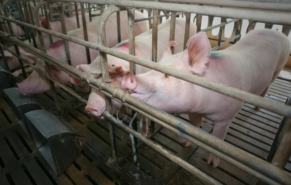 Pig eating water in farm — Stock Photo, Image