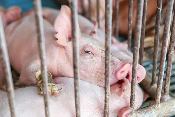 Os porcos de fazenda na Tailândia — Fotografia de Stock