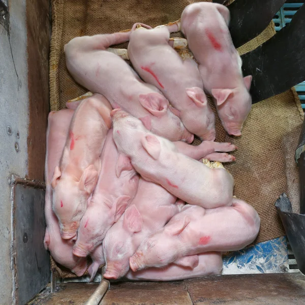 Grupo de leitão dormir depois de chupar os seios — Fotografia de Stock