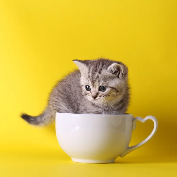 Roztomilá koťátka sedí uvnitř v pastelových kontejnerech na žlutém pozadí — Stock fotografie