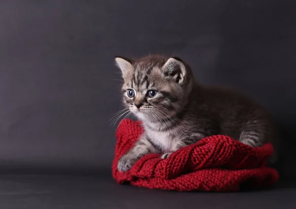 Chat gris enveloppé dans une écharpe tricotée rouge sur fond noir — Photo