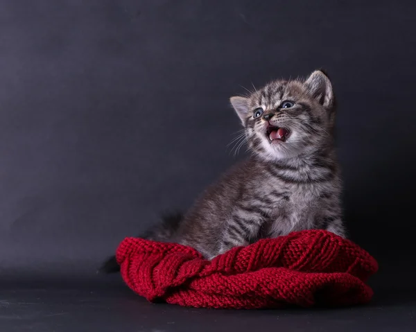 Gato gris sobre fondo negro — Foto de Stock